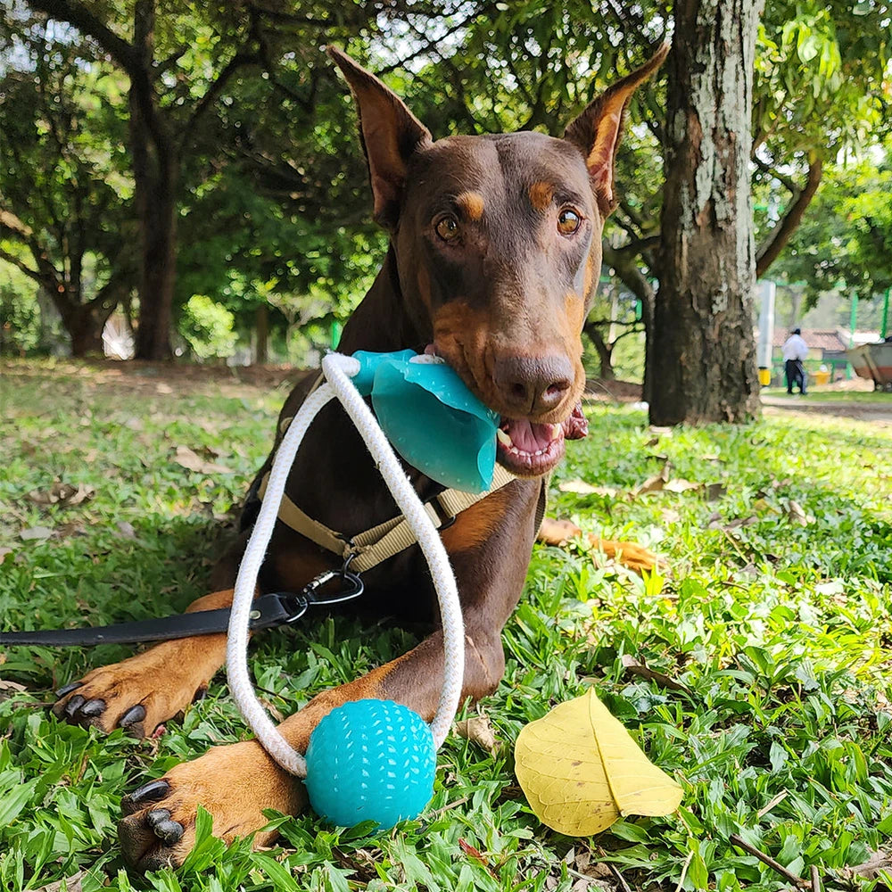 🐶 Ejercitador de Mandíbula para Perros | Diversión y Salud