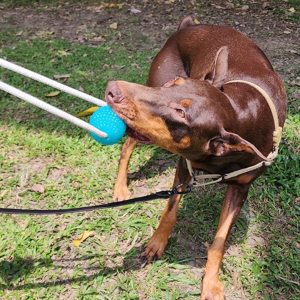 🐶 Ejercitador de Mandíbula para Perros | Diversión y Salud